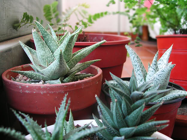 aloes02.jpg