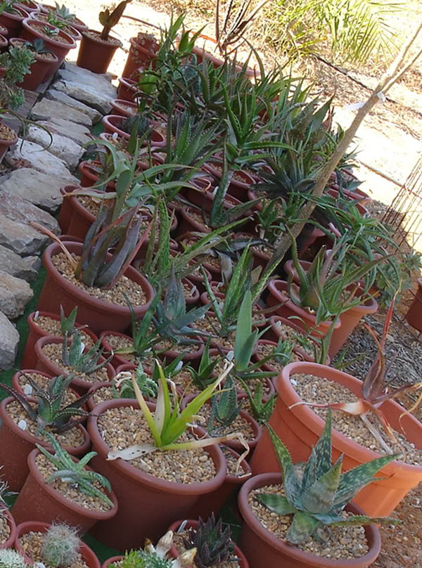 aloes08_2008.jpg