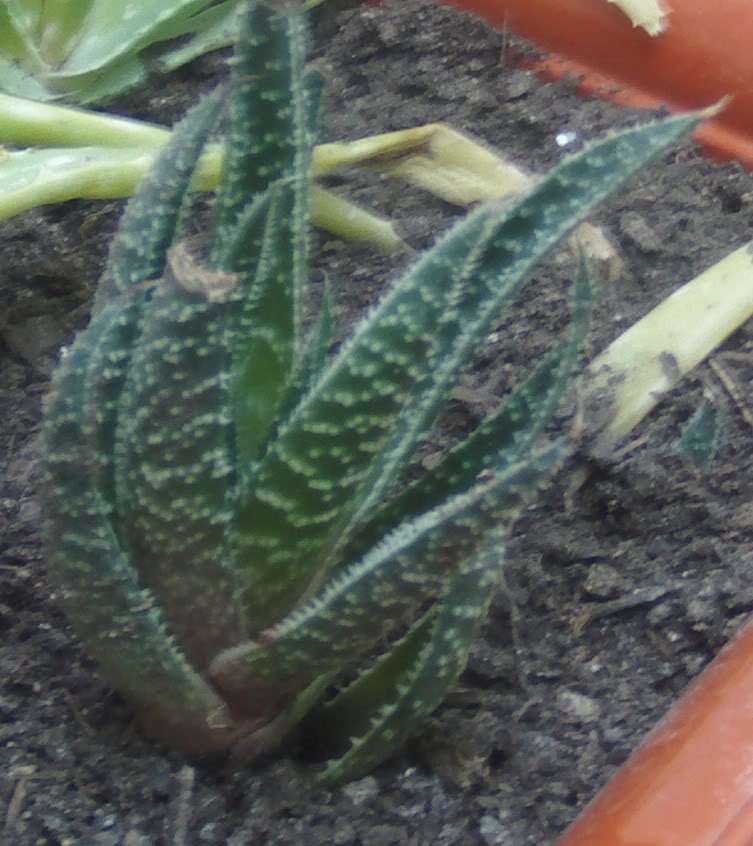 aloesinid1.jpg