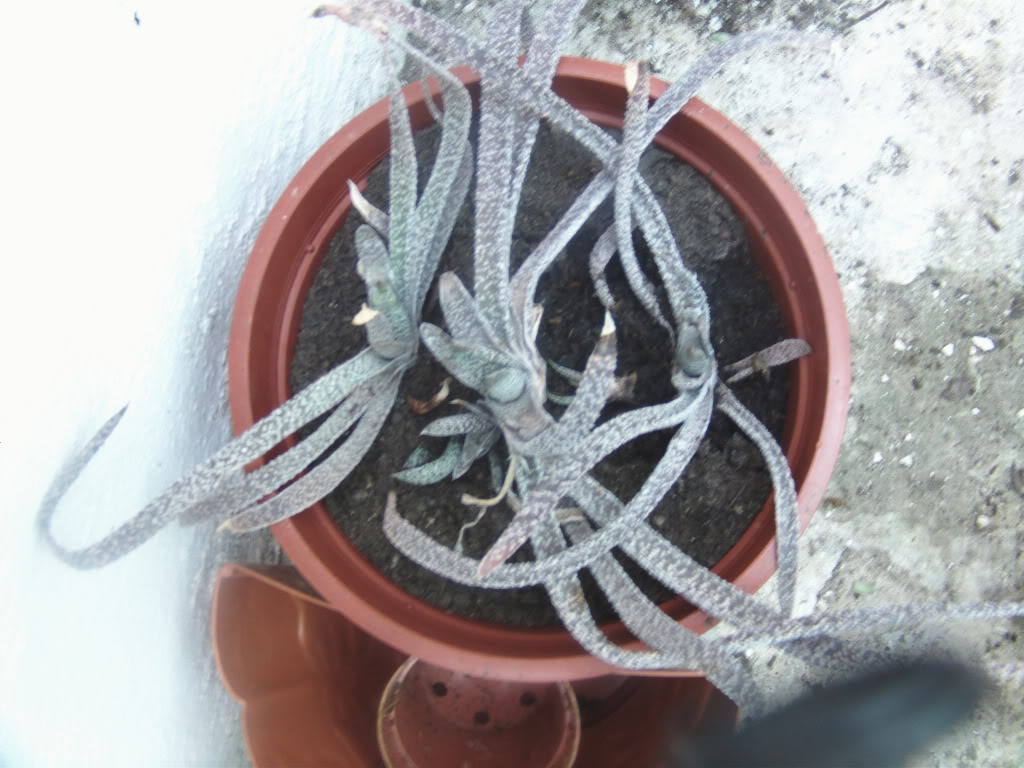 aloesinid3jpg.jpg