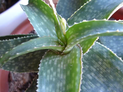 aloesinkatanaflor11_07.jpg