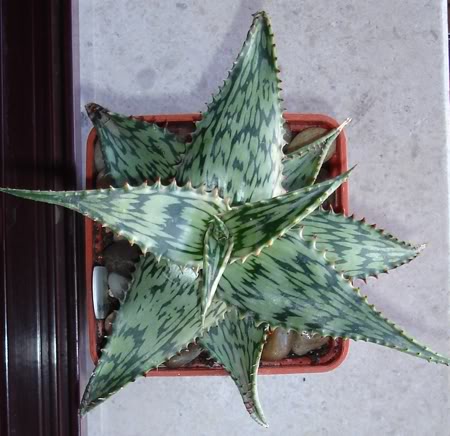 aloesomaliensisvarsomaliensis10_200.jpg