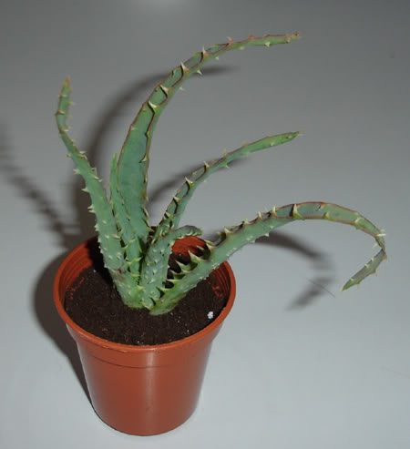 aloespinosissima06_2008.jpg