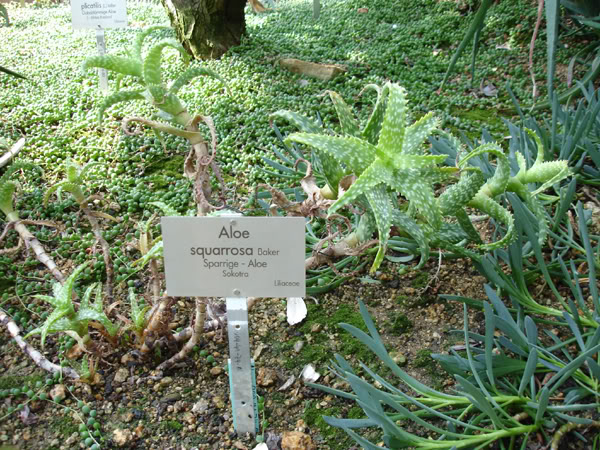 aloesquarrosa.jpg