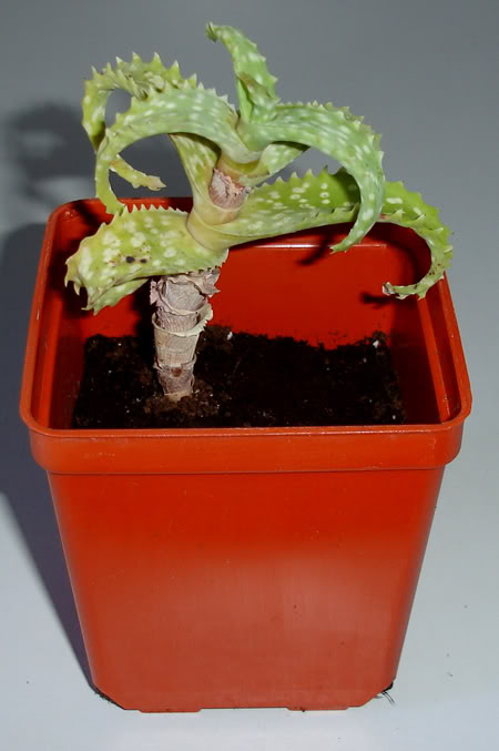 aloesquarrosa02_2008.jpg