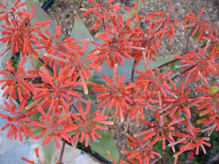aloestriata03_2008c.jpg