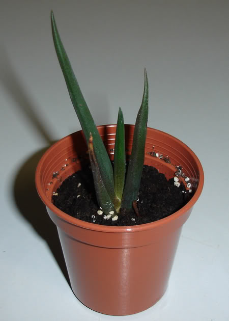 aloesuzannae07_2008.jpg