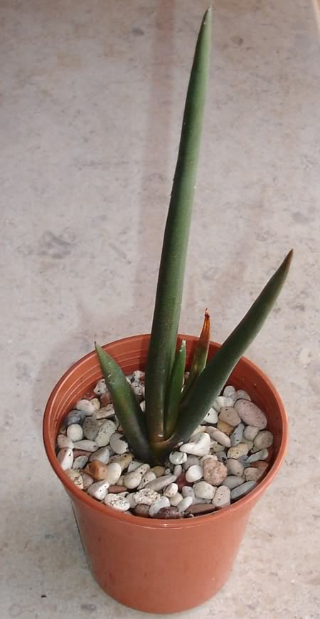 aloesuzannae11_2008.jpg