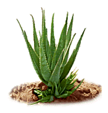 aloevera.gif