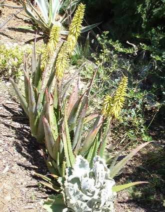 aloevera.jpg