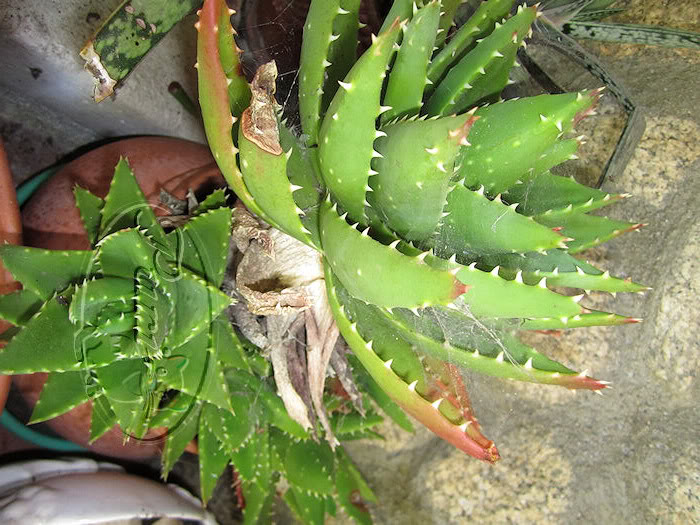 ALOEVERA1.jpg
