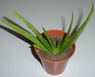 aloevera11_07.jpg