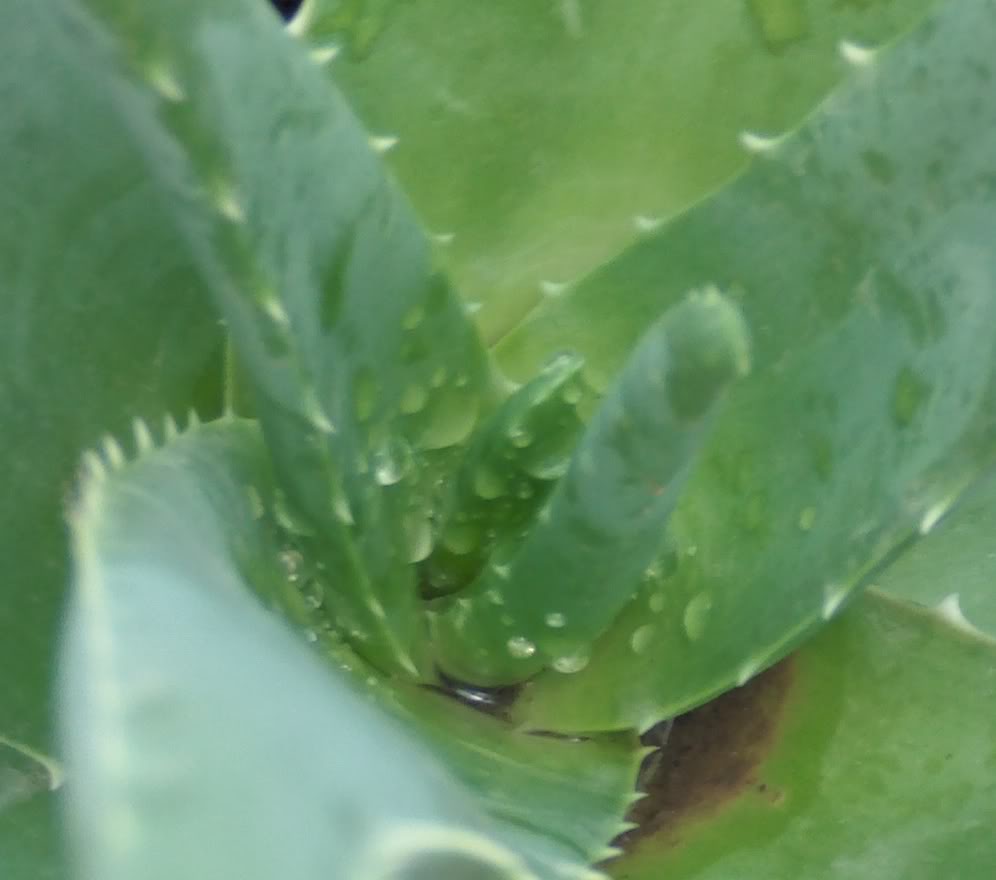 aloeveraconagua.jpg