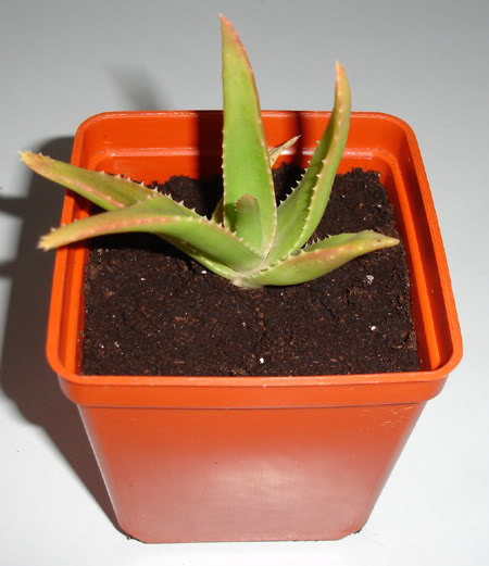 aloexdelaetii02_2008.jpg