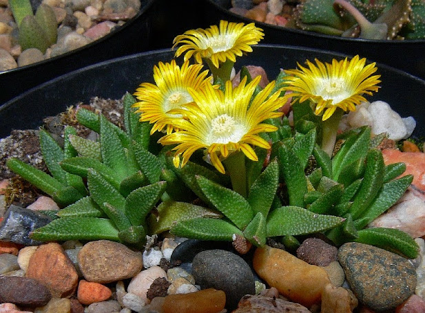 aloinopsis%2Bacuta.jpg