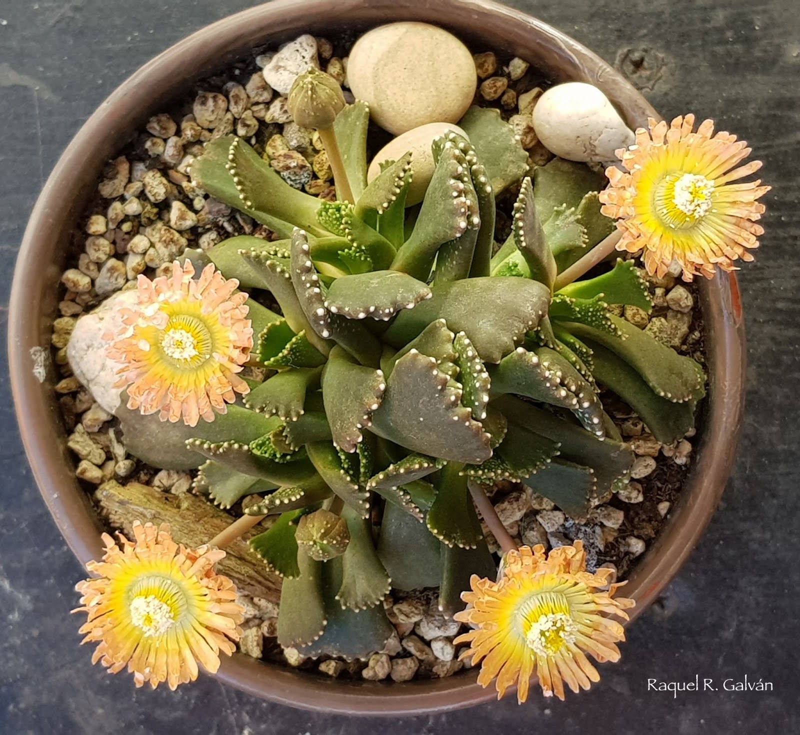 Aloinopsis%2Bmalherbei%2Bcenital.jpg