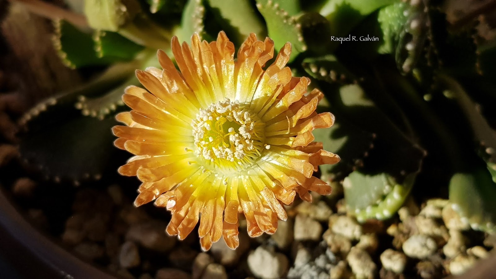 Aloinopsis%2Bmalherbei%2Bdetalle%2Bflor%2Bsol%2B1.jpg