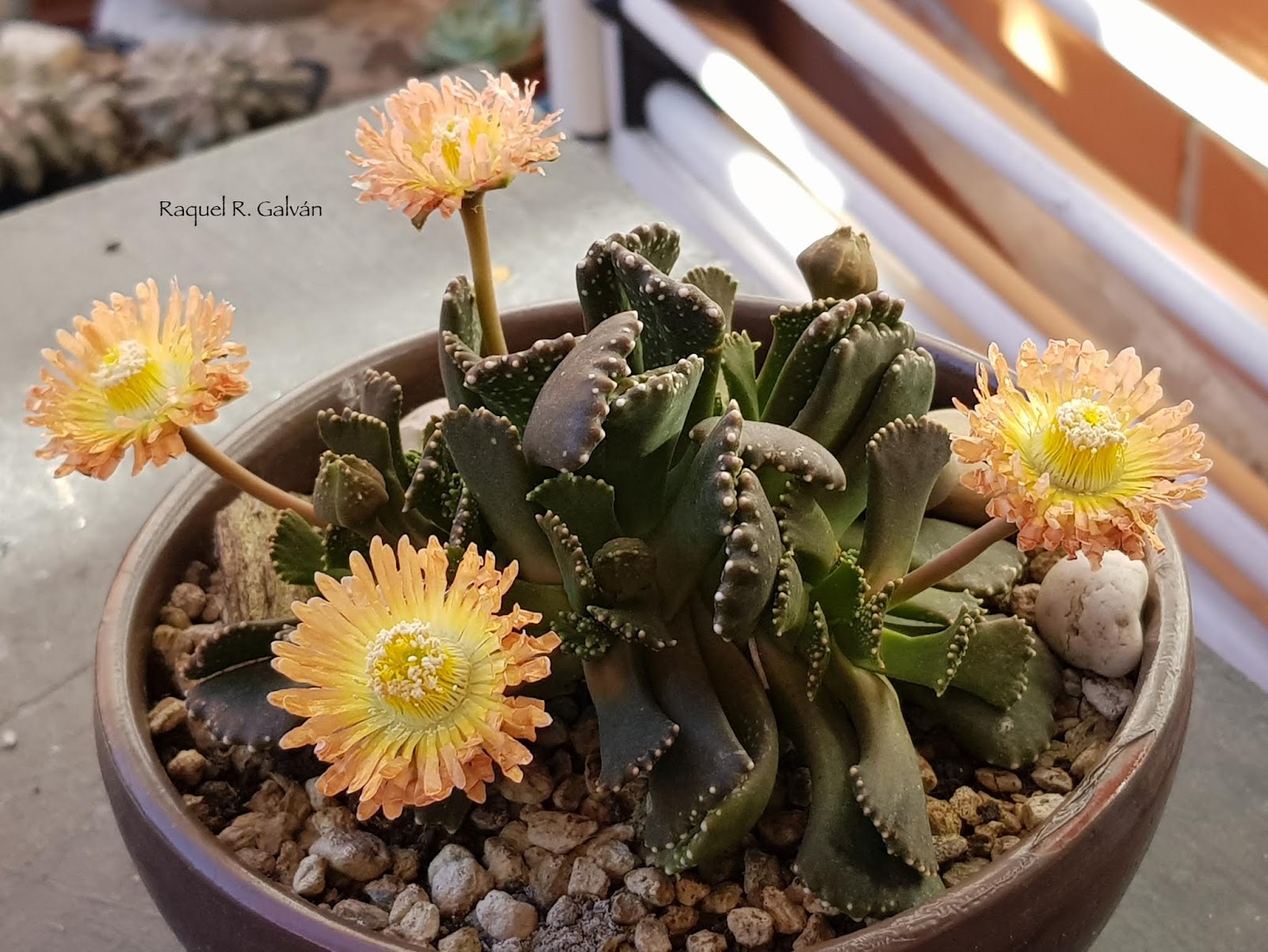 Aloinopsis%2Bmalherbei%2Bgeneral%2Bsombra.jpg