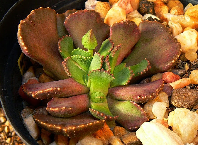 Aloinopsis%2Bmalherbei.jpg