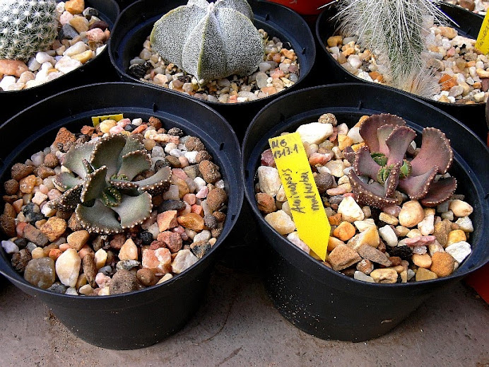 Aloinopsis%2Bmalherbei.jpg