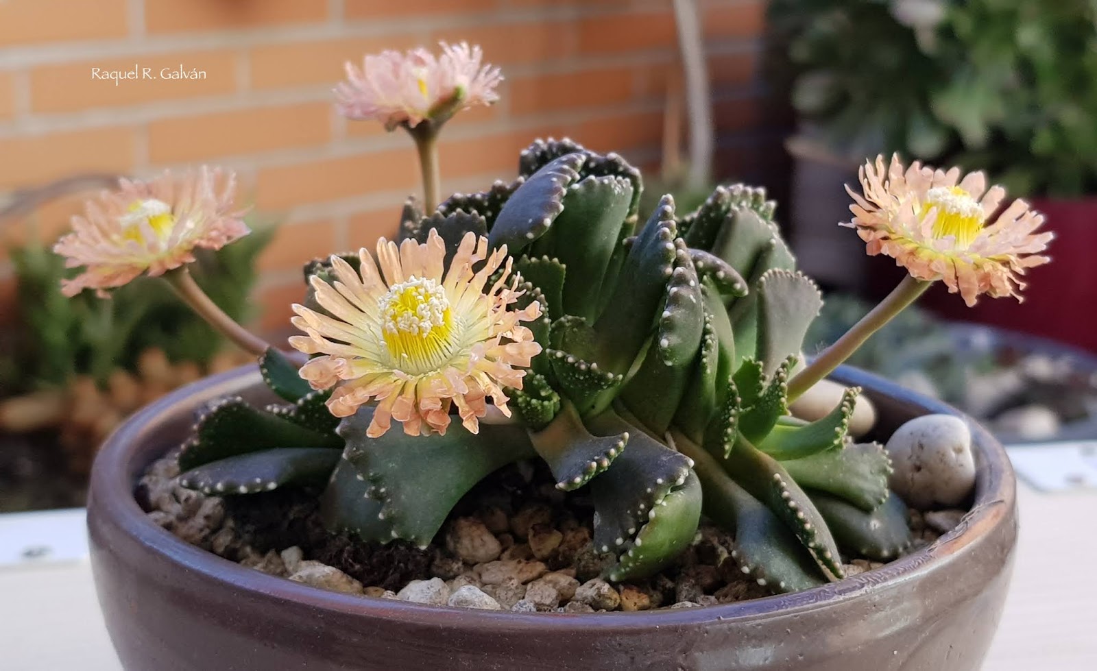 Aloinopsis%2Bmalherbei0.jpg