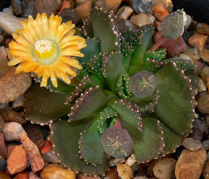 Aloinopsis%2Bmalherbei1.jpg