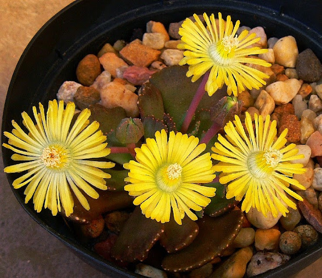 Aloinopsis%2Bmalherbei3.jpg
