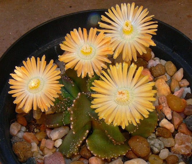 Aloinopsis%2Bmalherbei4.jpg