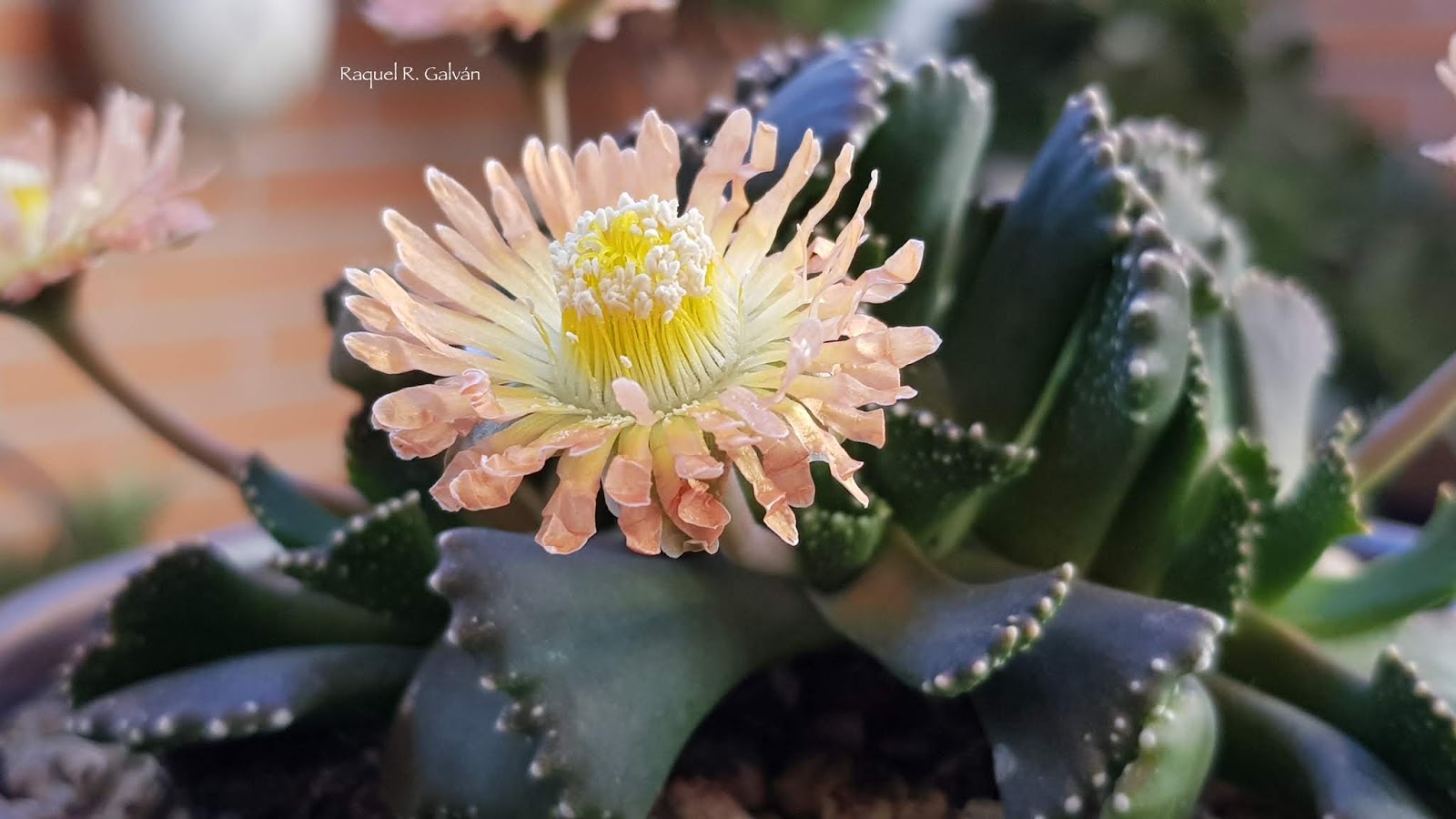 Aloinopsis%2Bmalherbeiflorsombra.jpg