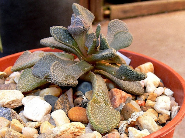 Aloinopsis%2Brosulata.jpg