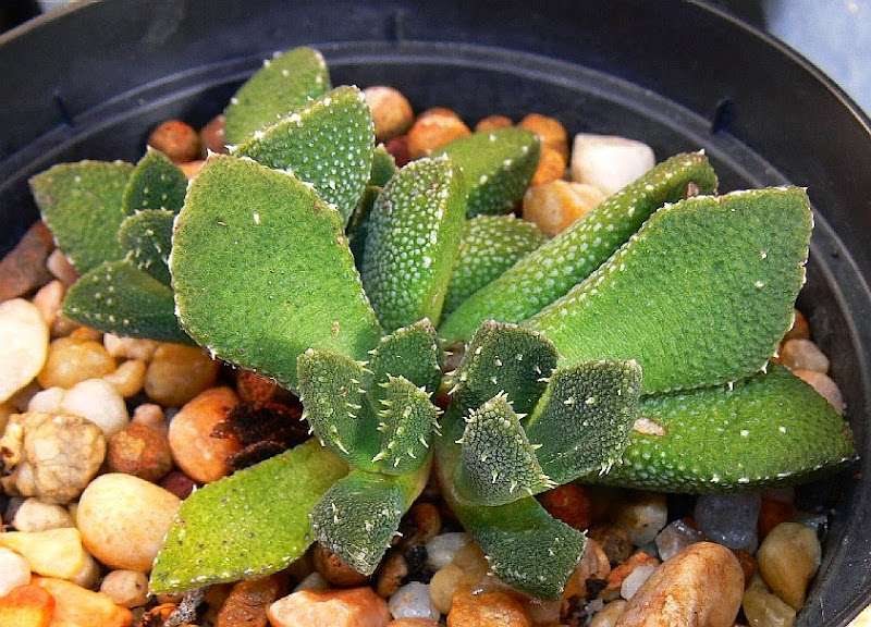 Aloinopsis%2Bsetifera.jpg