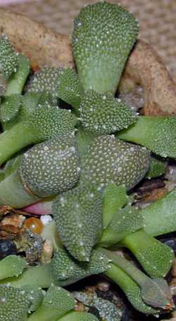 Aloinopsis_luckhoffii.jpg