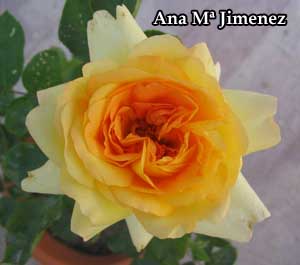 Alphonse_D_flor1_color_anaranjado_.jpg