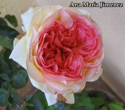 Alphonse_Daudet_flor1_2007_05_08.jpg