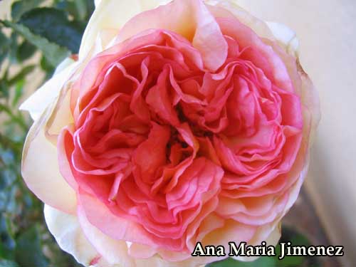 Alphonse_Daudet_flor2_2007_05_08.jpg