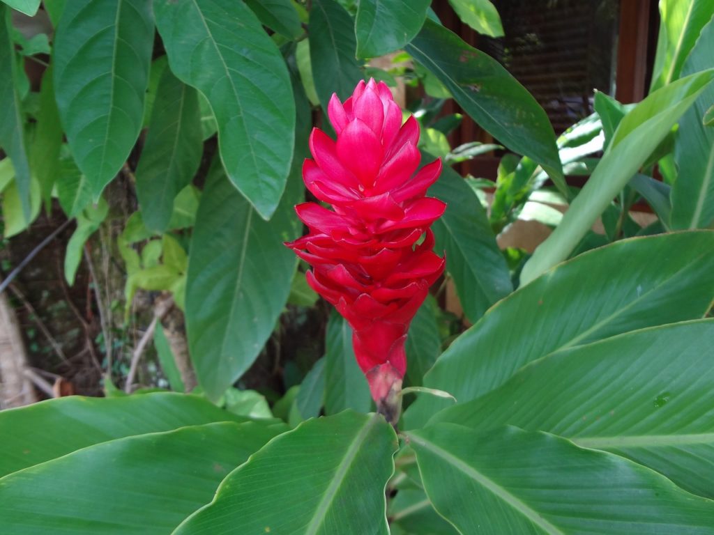 alpinia-1024x768.jpg