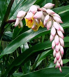 alpinia-zerumbet.jpg