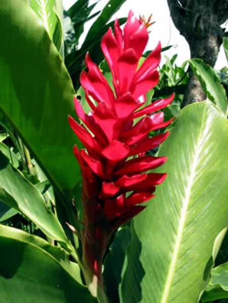 alpinia2-purred.jpg