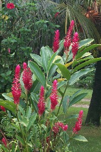 alpinia_purpurata_etscheit.jpg