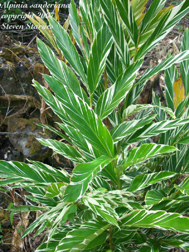 Alpinia_sanderiana.jpg