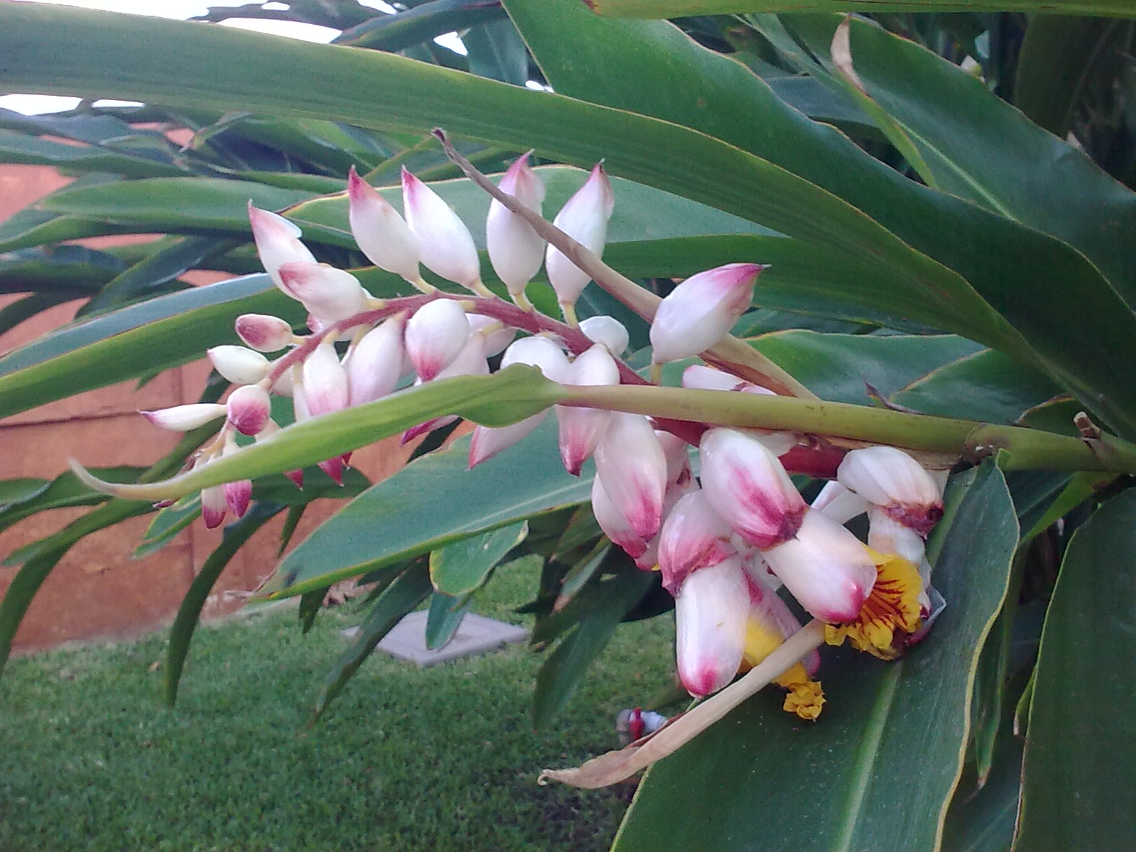 Alpinia_zerumbet_5288.jpg