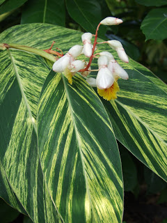 Alpinia_zerumbet_variegata_2%5B1%5D.jpg