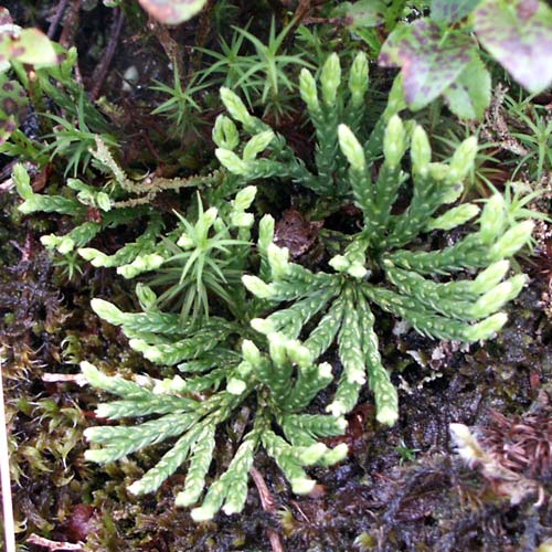 alpinum03lg.jpg