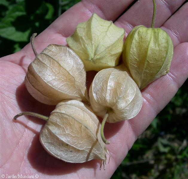 alquequenje77.jpg
