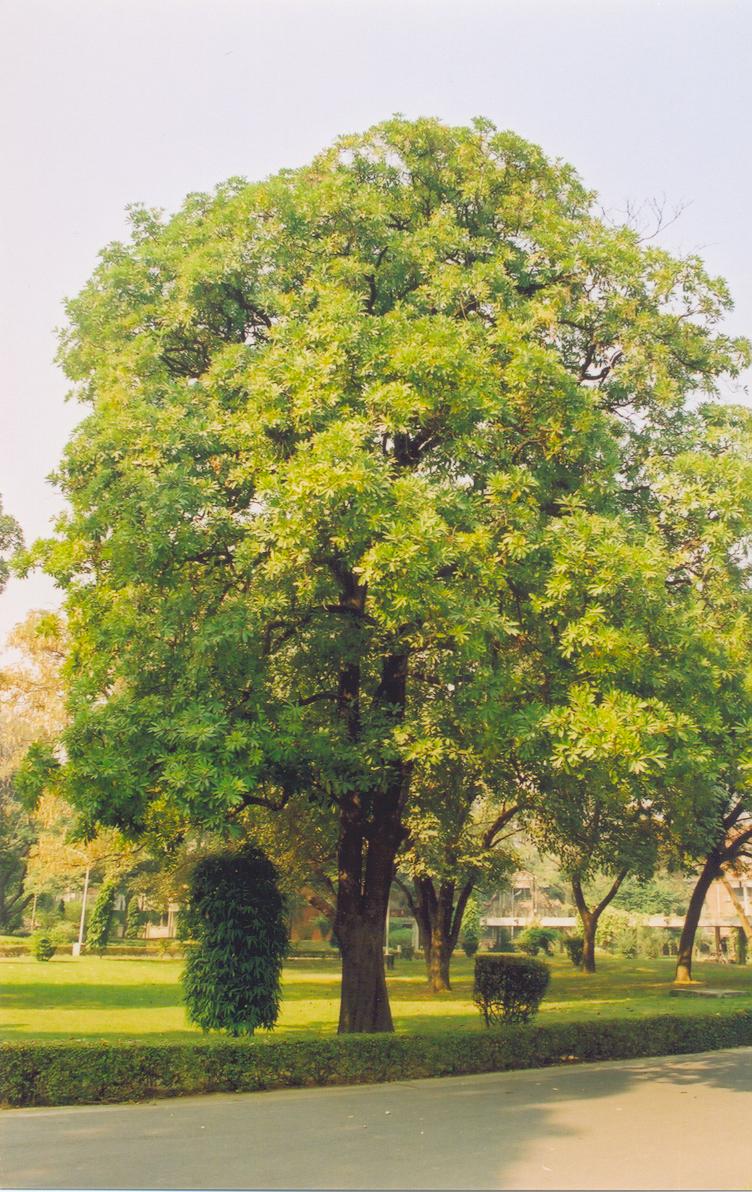 Alstonia_scholaris.jpg