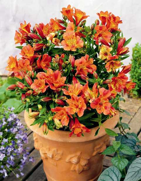 alstroemeria_Isabella.jpg