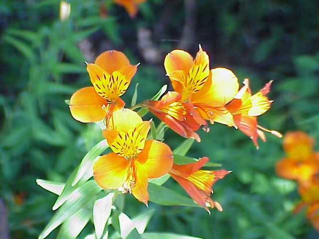 Alstromeria_aurantiaca0.jpg