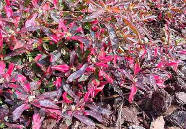 alternanthera-bettzickiana.jpg