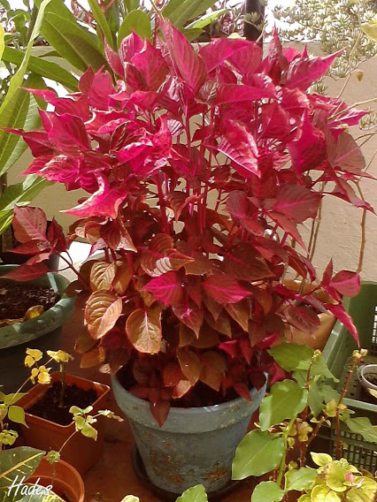 alternanthera+ficoidea.jpg