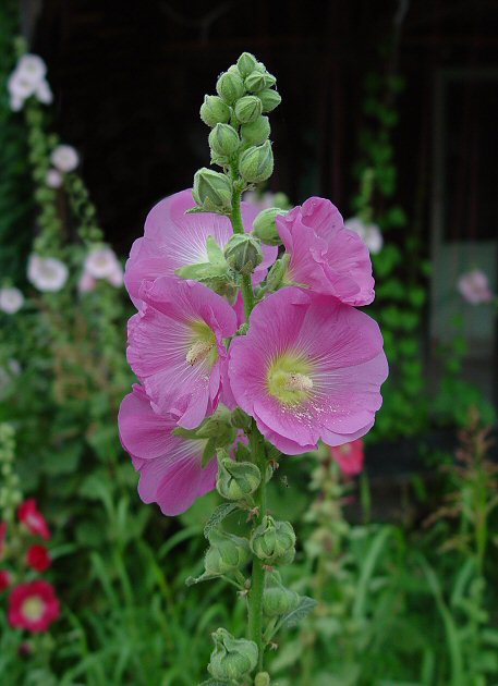 Althaea_rosea_plant.jpg